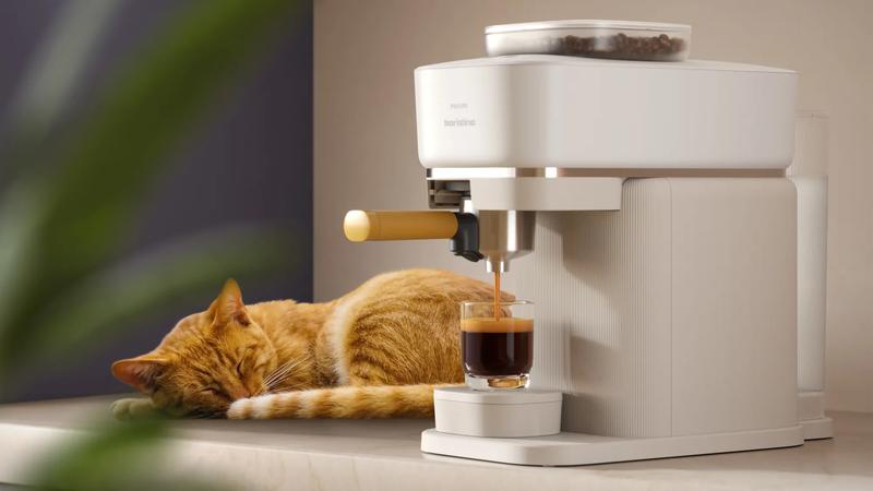 cat, coffee, lifestyle, people, food